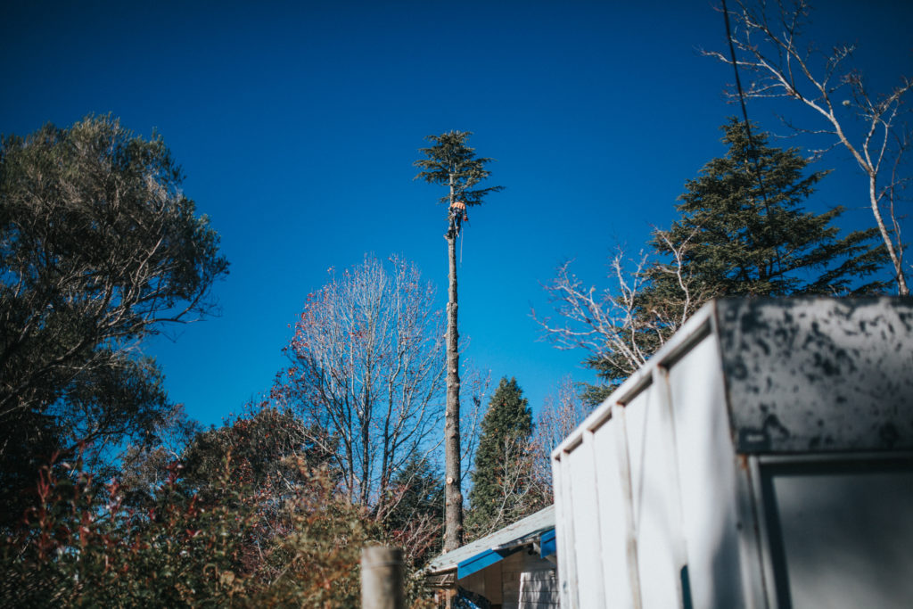 active tree removal blue mountains